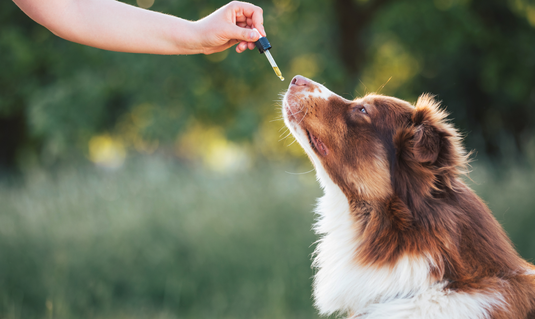 Premium CBD For Dogs