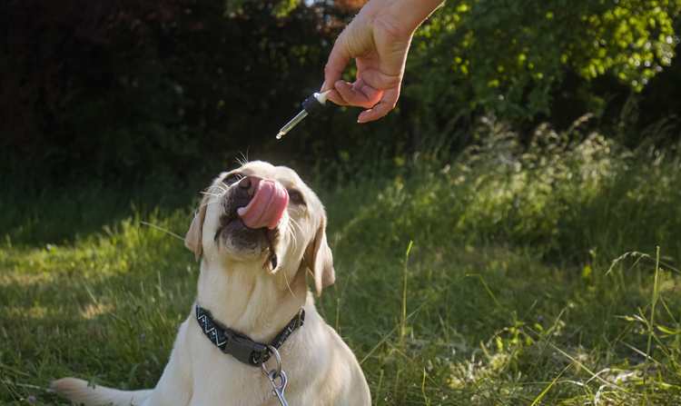 Hundreds of Happy, Healthy Dogs